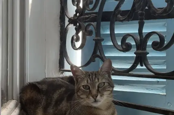 Chat perdu à Mussidan : Simba, malade - photo