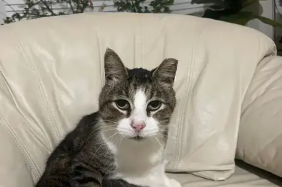 Lost Gray Cat: Answers to Chewy, Houston