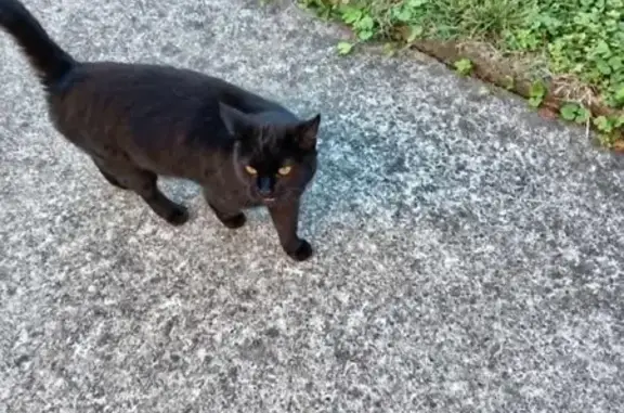 Chat noir errant, peureux, revient chaque jour - photo