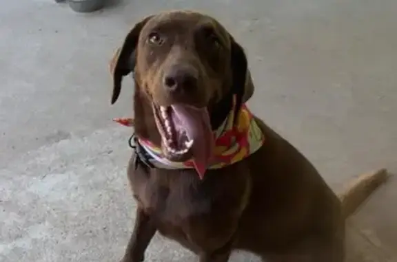 Lost Chocolate Lab: Marion County Alert