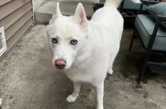 Found pets Puyallup, photo: Found: All White Husky in Puyallup Area