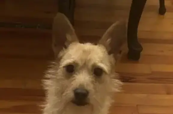 Lost Sweet Scruffy Dog in Meansville, GA