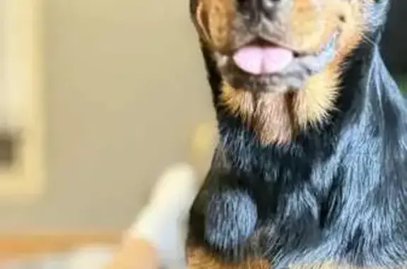 Lost Rottweiler on Twin Oaks Road