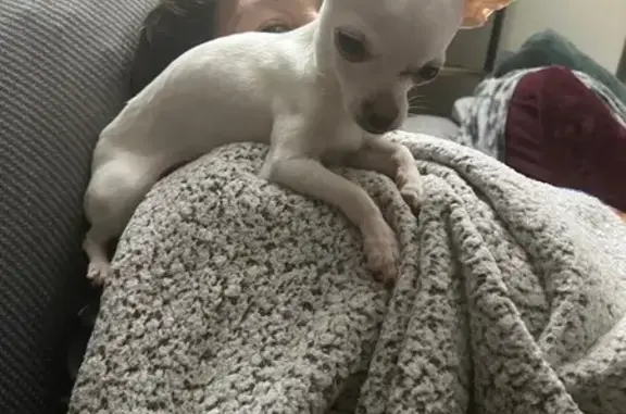 Lost Dog: Coco, White with Orange Ears