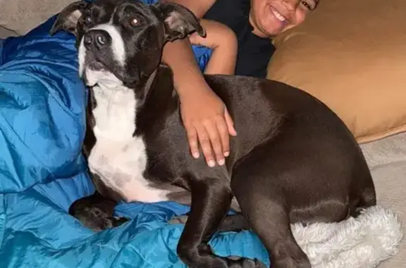 Friendly Black Dog Lost on Churchill Rd