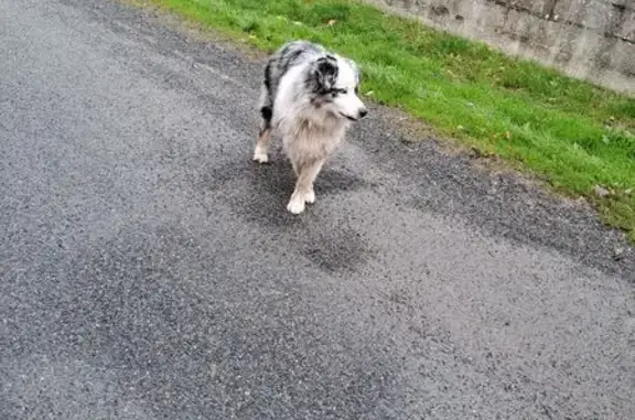 Animaux trouvés Montpon-Ménestérol, photo: Chien yeux bleus errant Rue P.-É. Victor