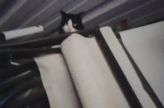 Animaux trouvés , photo: Chat noir et blanc trouvé à Saint-Ouen-le-Pin