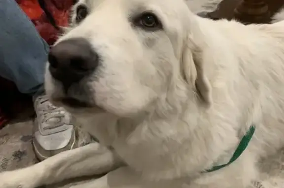 Found pets , photo: Found: Sweet Great Pyrenees Mix in Bel Aire