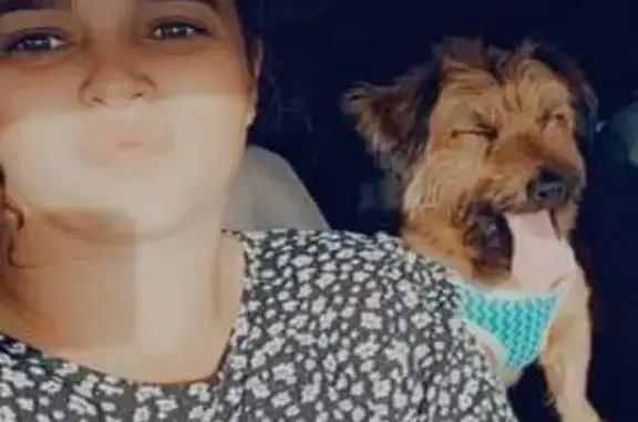 Lost Dog in Damwal: Brown with Black Ears