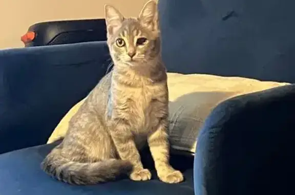 Animaux perdus Pessac, photo: Chatte tigrée 5 mois perdue à Pessac