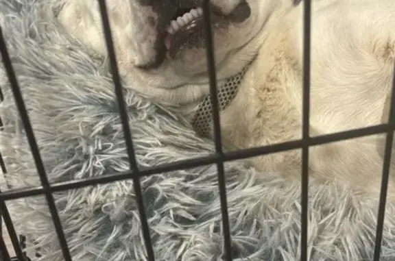 Lost Dogs: Spotted & Brown in Salemburg