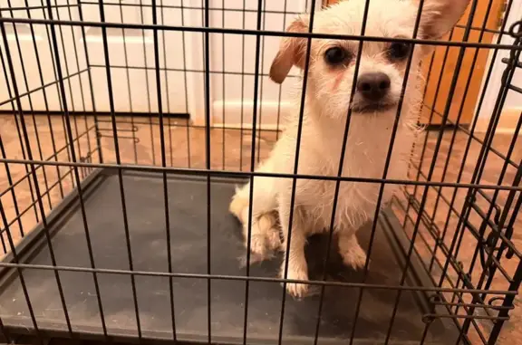 Found pets Little Rock, photo: Found Terrier/Chi Mix on Deer Meadow Dr