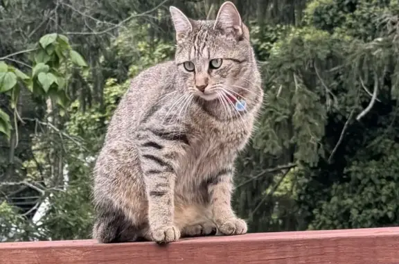 Lost Tabby: Gray & Tan, Valemont Way