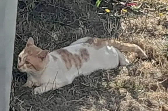 Chat adulte blanc et roux disparu à Châteauroux - photo