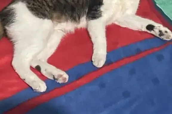 Se Busca: Gato con Patas Negras y Nariz Rosa