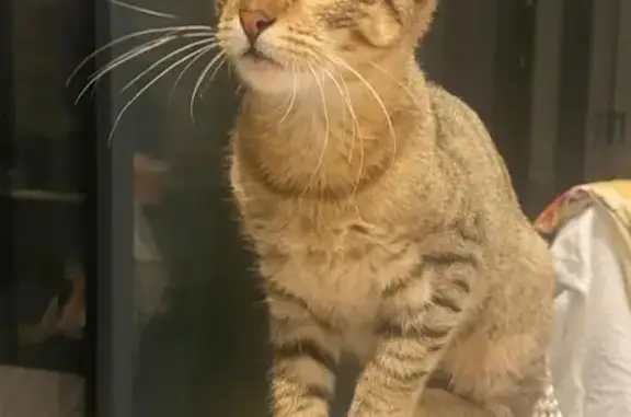 Chat perdu, , photo: Chat tigré perdu, affectueux à Borgo