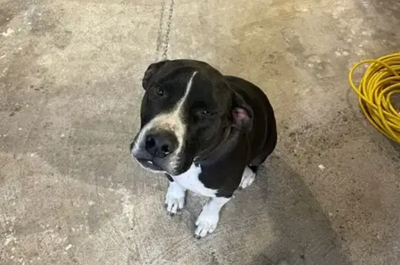 Lost Black Pitbull Mix on Mack Lane