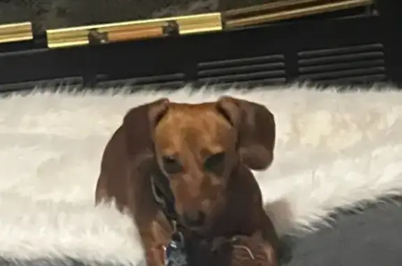 Lost Dog: Limping Brown Coat, Sanford