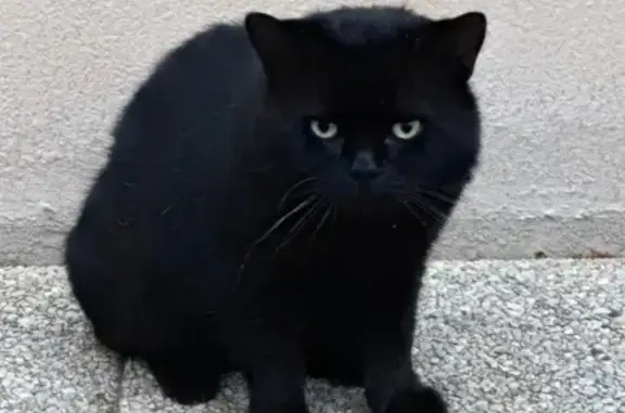 Chat trouvé Le Mans, photo: Chat trouvé, grand et dodu, Le Mans