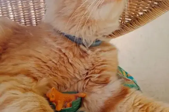Animaux trouvés , photo: Jeune chat roux trouvé, sociable et câlin