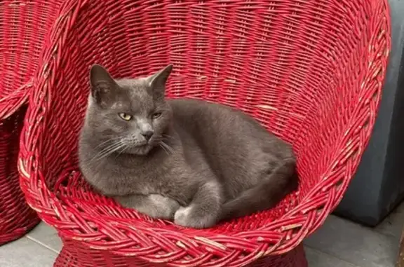 Chat Chartreux Nilo perdu à Ville-la-Grand - photo