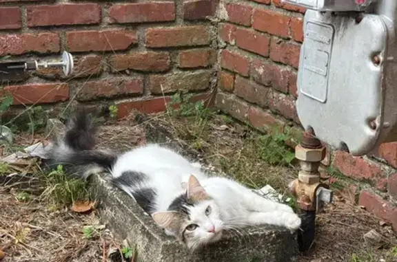 Missing cat Columbus, photo: Help Find Jiji: Fluffy White Cat Missing