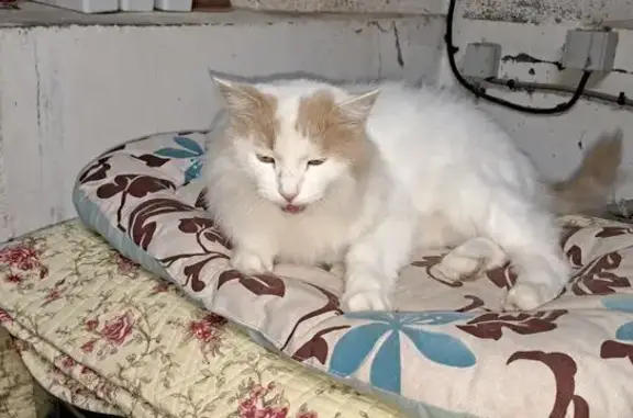 Animaux trouvés , photo: Chat blanc poils longs tacheté caramel Cuq