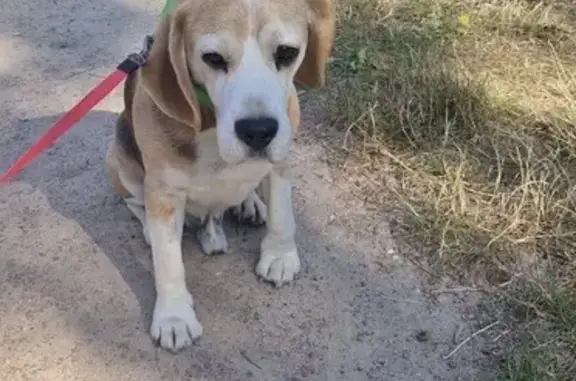 Beagle mâle 9 ans perdu à Delincourt - photo