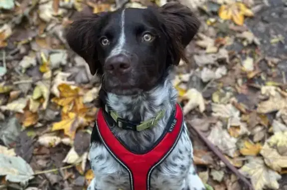 Chien perdu : blanc/marron, collier bleu - photo