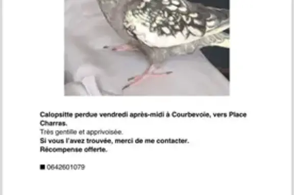 Oiseau gris tacheté perdu à Courbevoie - photo