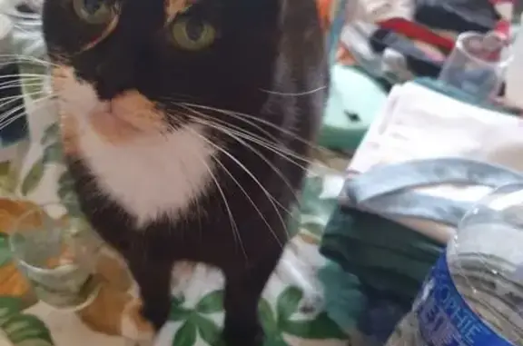 Animaux perdus , photo: Chatte écaille perdue à La Capelle