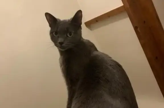 Chat perdu, Houilles, photo: Chat gris perdu, yeux verts, Houilles