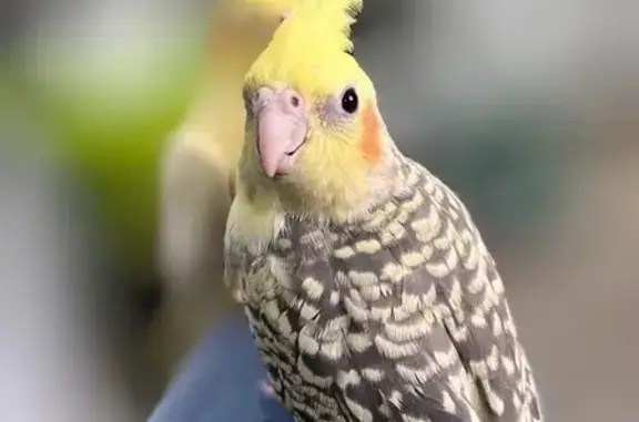 pássaro desaparecida