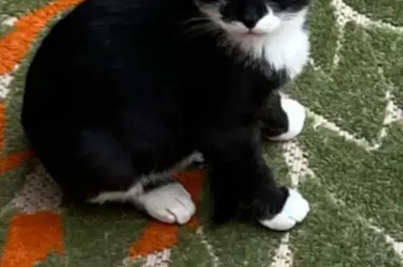 Lost Cat Near Hibriten High, Reward!