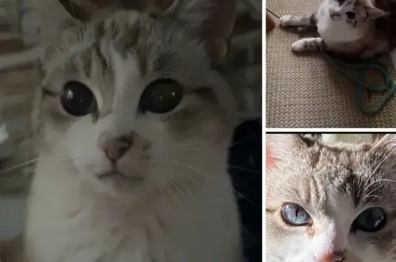 Chatte perdue à Bègles, yeux bleus, tigrée - photo