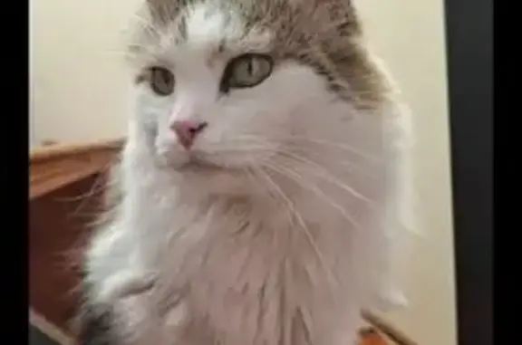 ¡Gata Perdida en Ibi! Angora Cariñosa