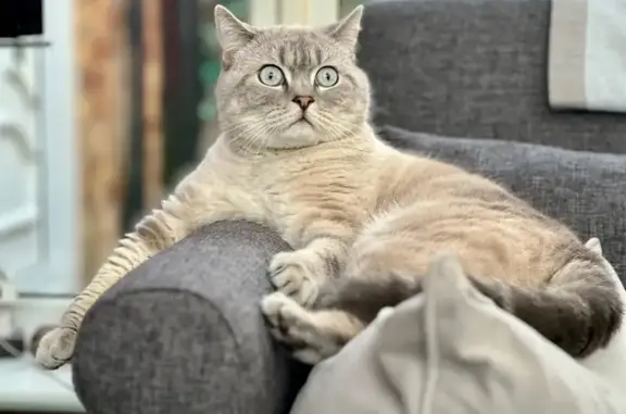 Lost: Shy Scottish Fold Cat in Sampsons Green