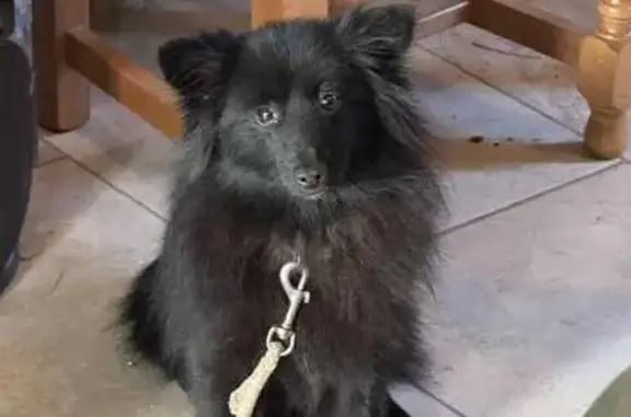 Chienne perdue à Nouvron-Vingré : Lila - photo