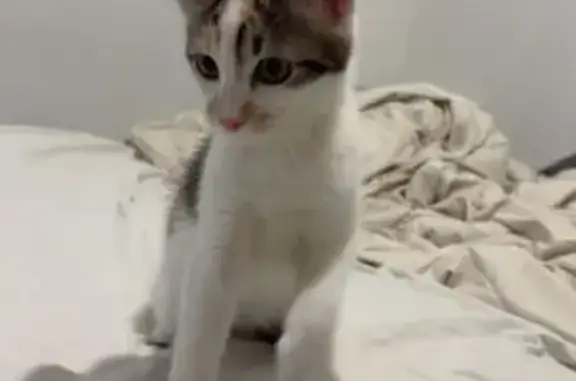Animaux perdus Nîmes, photo: Chatte tricolore perdue à Nîmes
