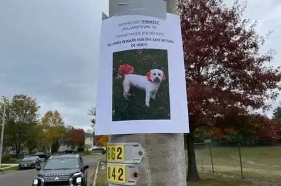 Lost White Multipoo: Pink Ears & Tail
