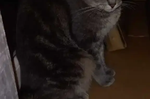 Chat perdu, , photo: Chatte grise perdue, rue du Clos des Monts
