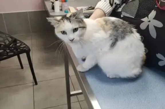 Chat trouvé Longages, photo: Jeune chatte affectueuse trouvée à Longages
