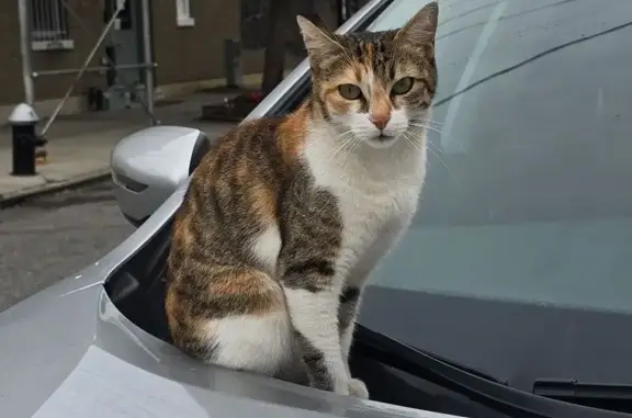 Lost Calico Cat: No Tail, 3 Yrs, 21st St NY