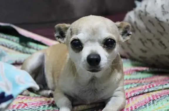 Perro Mayor Perdido en Chimalhuacán: Ayuda