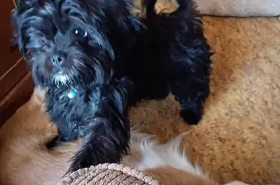 Lost Black Pug/Yorkie Mix in Eloy