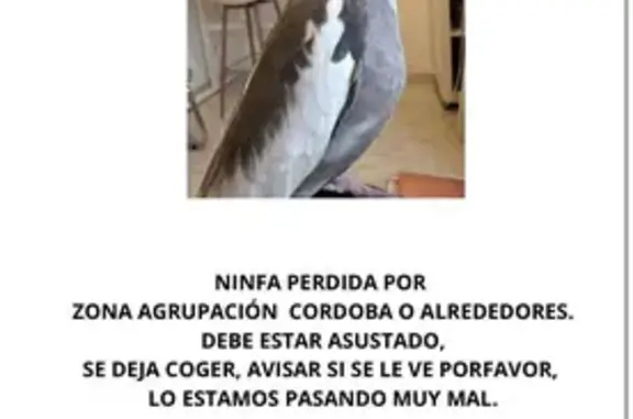 Ninfa Perdida en Córdoba: Ave...