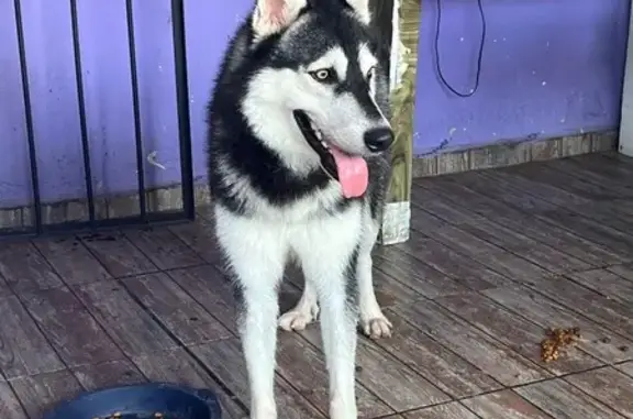 Perros perdidos, Colima, foto: Perro Perdido en Manzanillo: Negro y Blanco