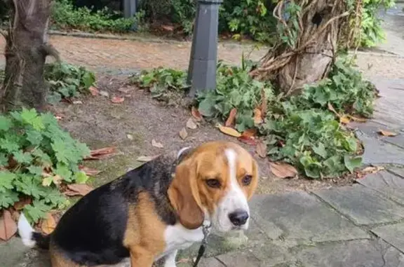 Beagle perdu à Marcq-en-Barœul, aide SVP - photo