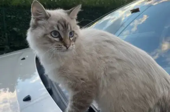 Chat trouvé , photo: Chat blanc aux yeux bleus trouvé à Clairac