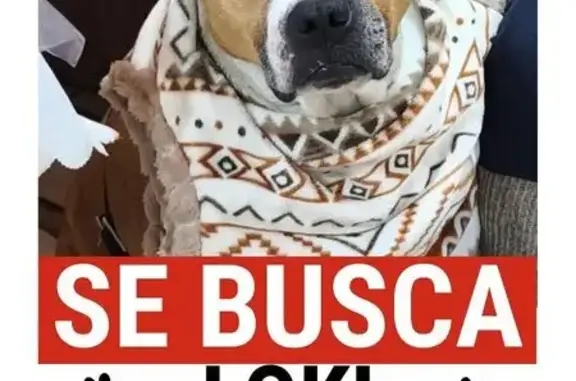 Perro Perdido: Marrón con Pechera Roja CDMX